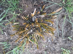 Carmichaelia corrugata