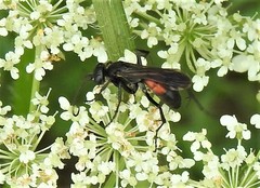 Anoplius