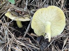 Tricholoma palustre