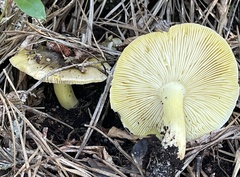 Tricholoma palustre