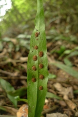 Loxogramme dictyopteris