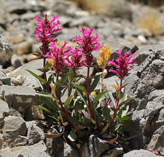 Penstemon calcareus
