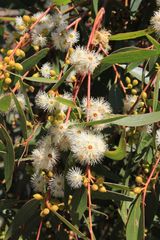 Eucalyptus porosa