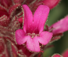 Penstemon calcareus