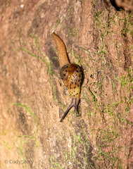Stanisicarion aquila