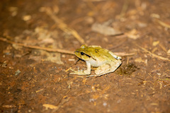 Platyplectrum fletcheri