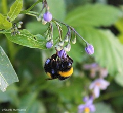 Bombus terrestris