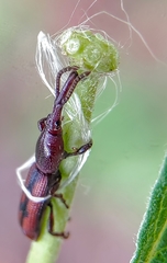 Hypomiolispa