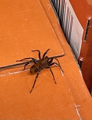 Castianeira alteranda