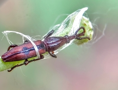 Hypomiolispa
