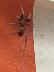 Castianeira alteranda