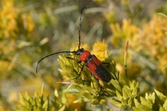 Crossidius coralinus