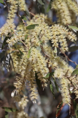 Melaleuca viridiflora