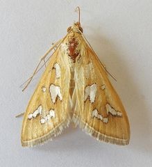 Diastictis sperryorum