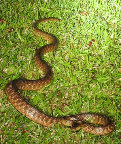 Brown Tree Snake sighting