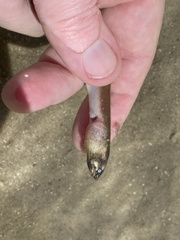 Bascanichthys bascanium