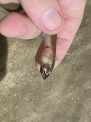 Bascanichthys bascanium
