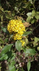 Solidago decurrens