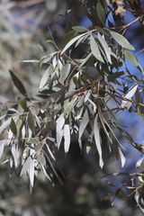 Melaleuca viridiflora