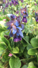 Cerinthe major purpurascens