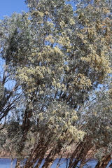 Melaleuca viridiflora