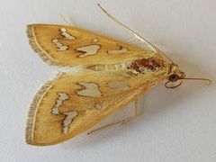 Diastictis sperryorum