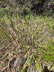 Cladium mariscus jamaicense