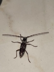 Elaphidion