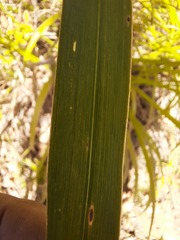 Cladium mariscus jamaicense