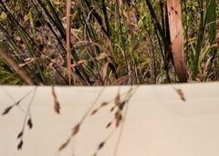 Cladium mariscus jamaicense