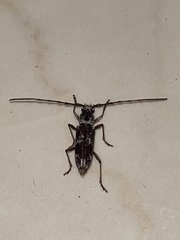 Elaphidion