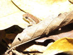 Adenomera chicomendesi