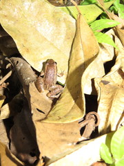 Adenomera chicomendesi