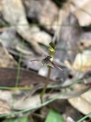Chiloglottis formicifera
