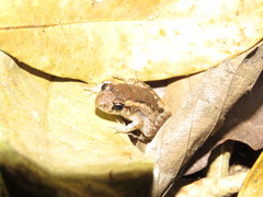 Adenomera chicomendesi