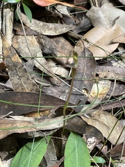 Chiloglottis formicifera