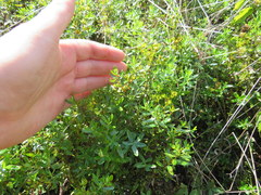 Hypericum dolabriforme