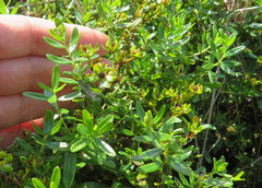 Hypericum dolabriforme