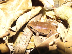 Hamptophryne boliviana