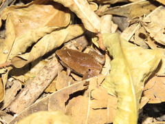 Hamptophryne boliviana