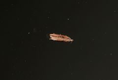 Bactra venosana