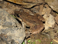 Leptodactylus leptodactyloides