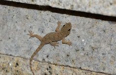 Gekko swinhonis