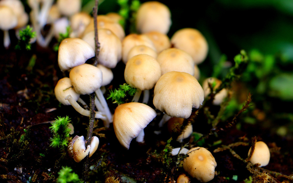 Coprinellus micaceus · June 2016 · photo: © surfbirder (iNaturalist, cc-by)