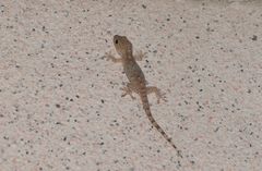 Gekko swinhonis