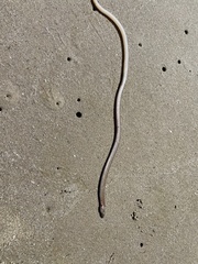 Bascanichthys bascanium