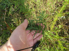 Brickellia eupatorioides eupatorioides