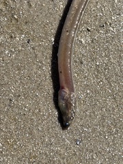 Bascanichthys bascanium