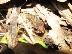 Leptodactylus petersii