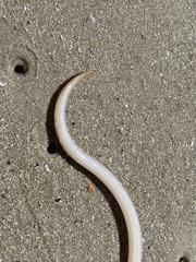 Bascanichthys bascanium